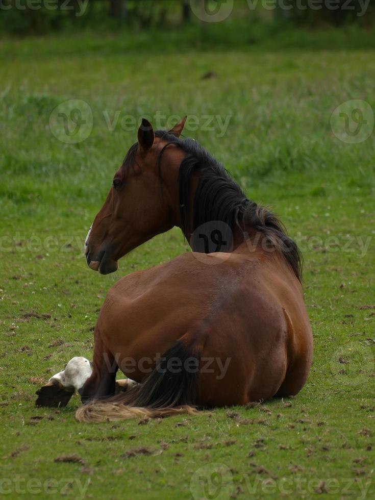 cavalos com potros foto