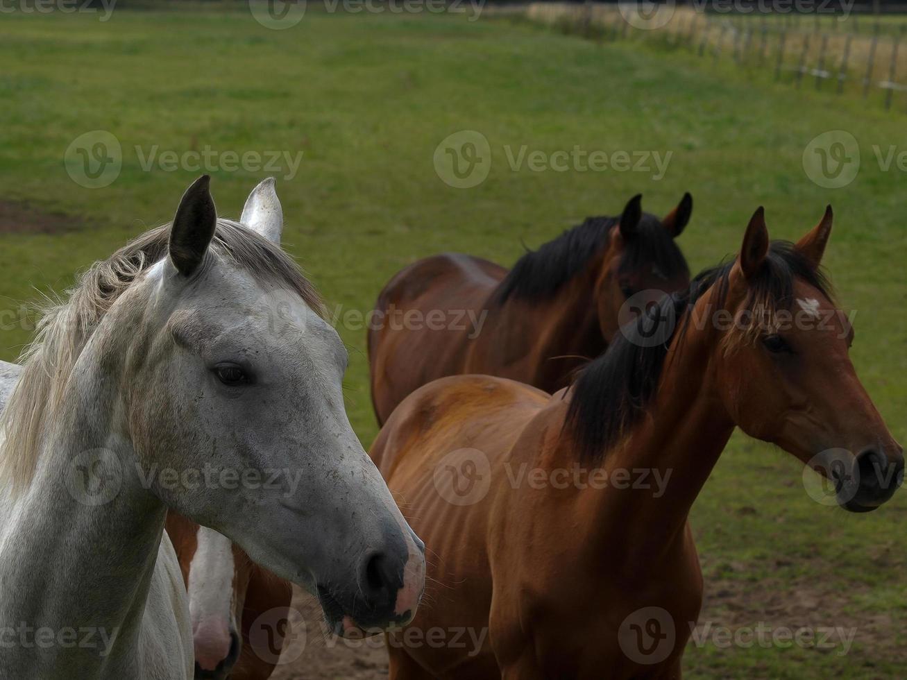 cavalos com potros foto