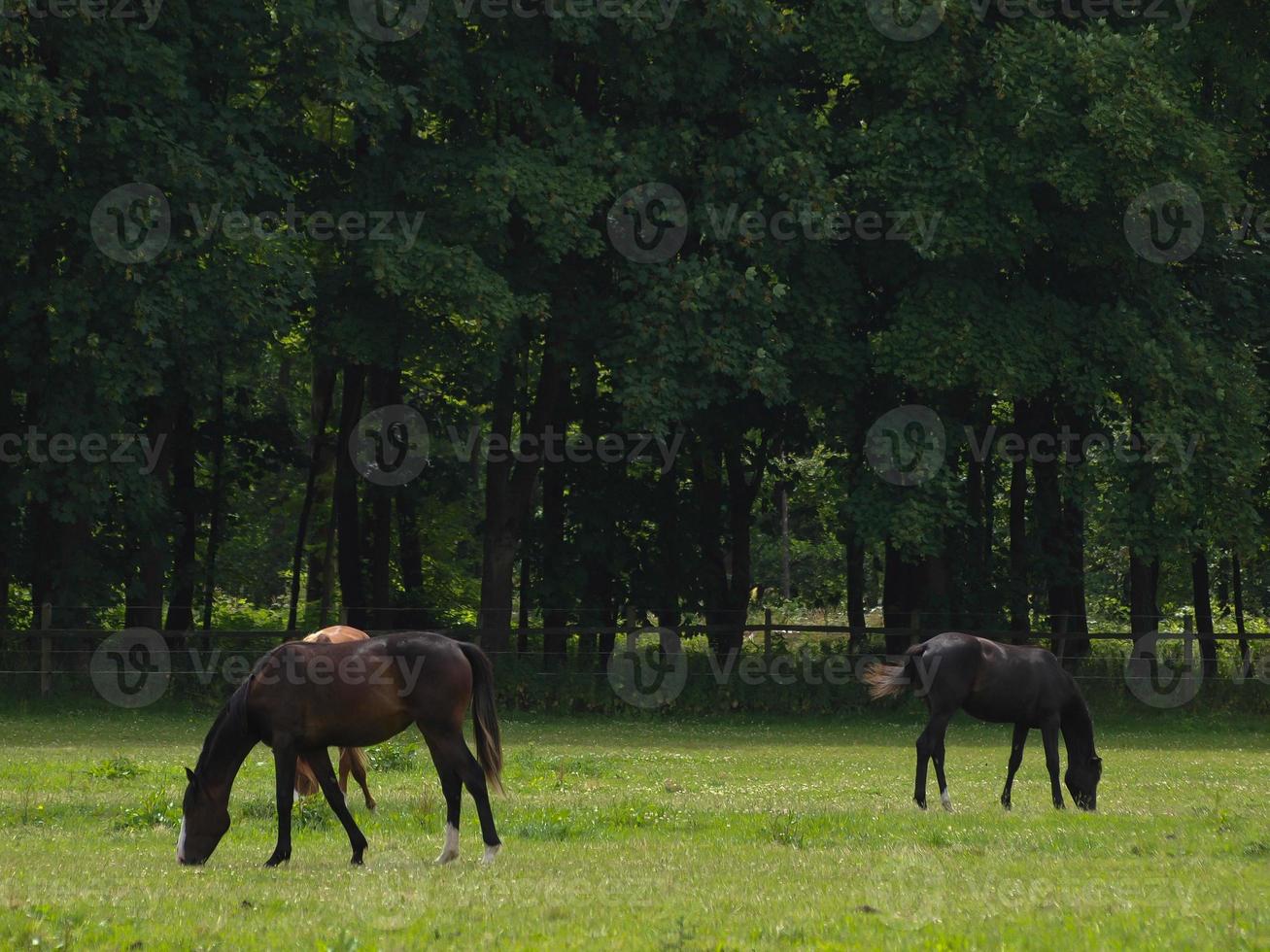 cavalos com potros foto