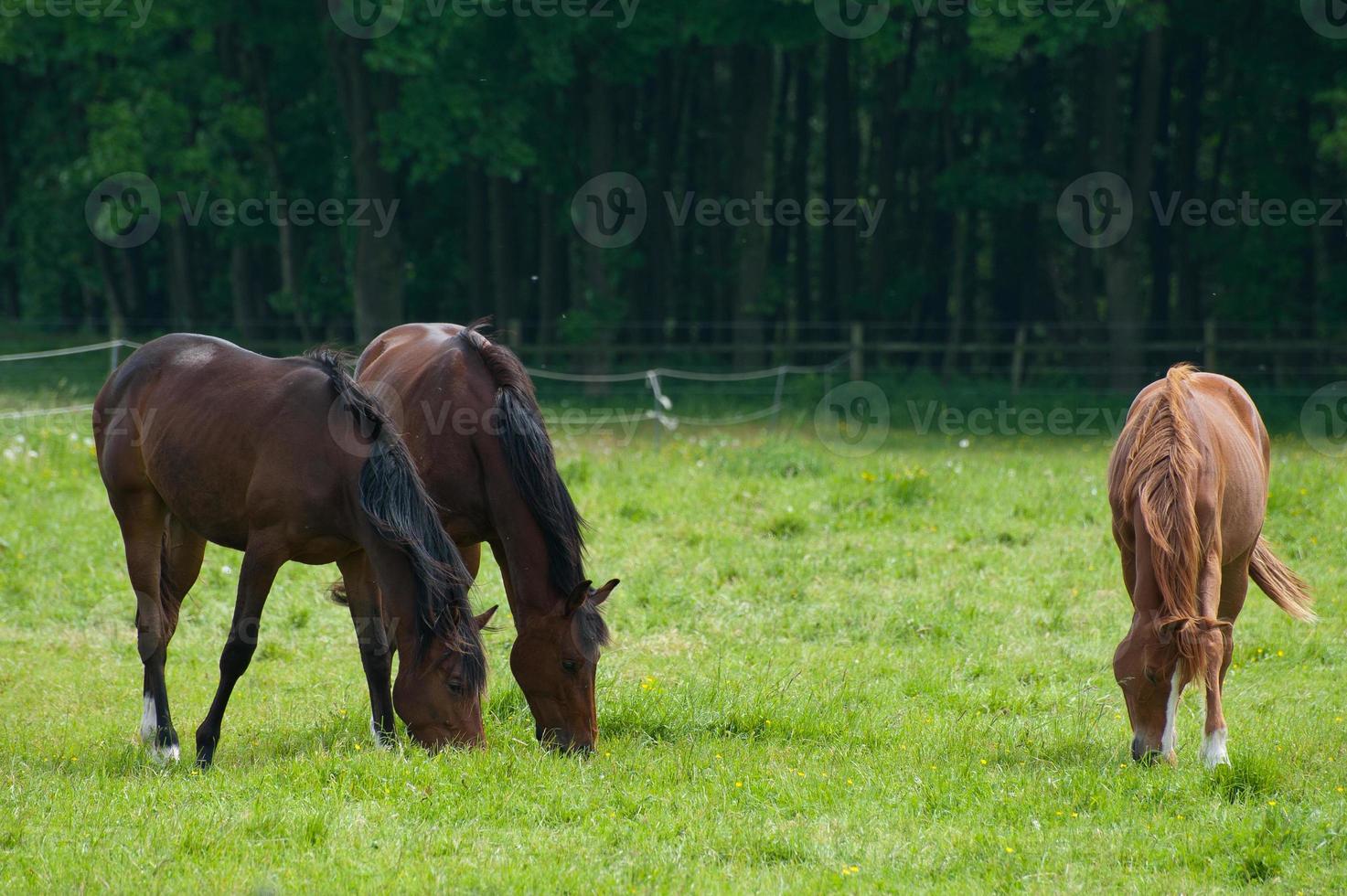 cavalos n Alemanha foto