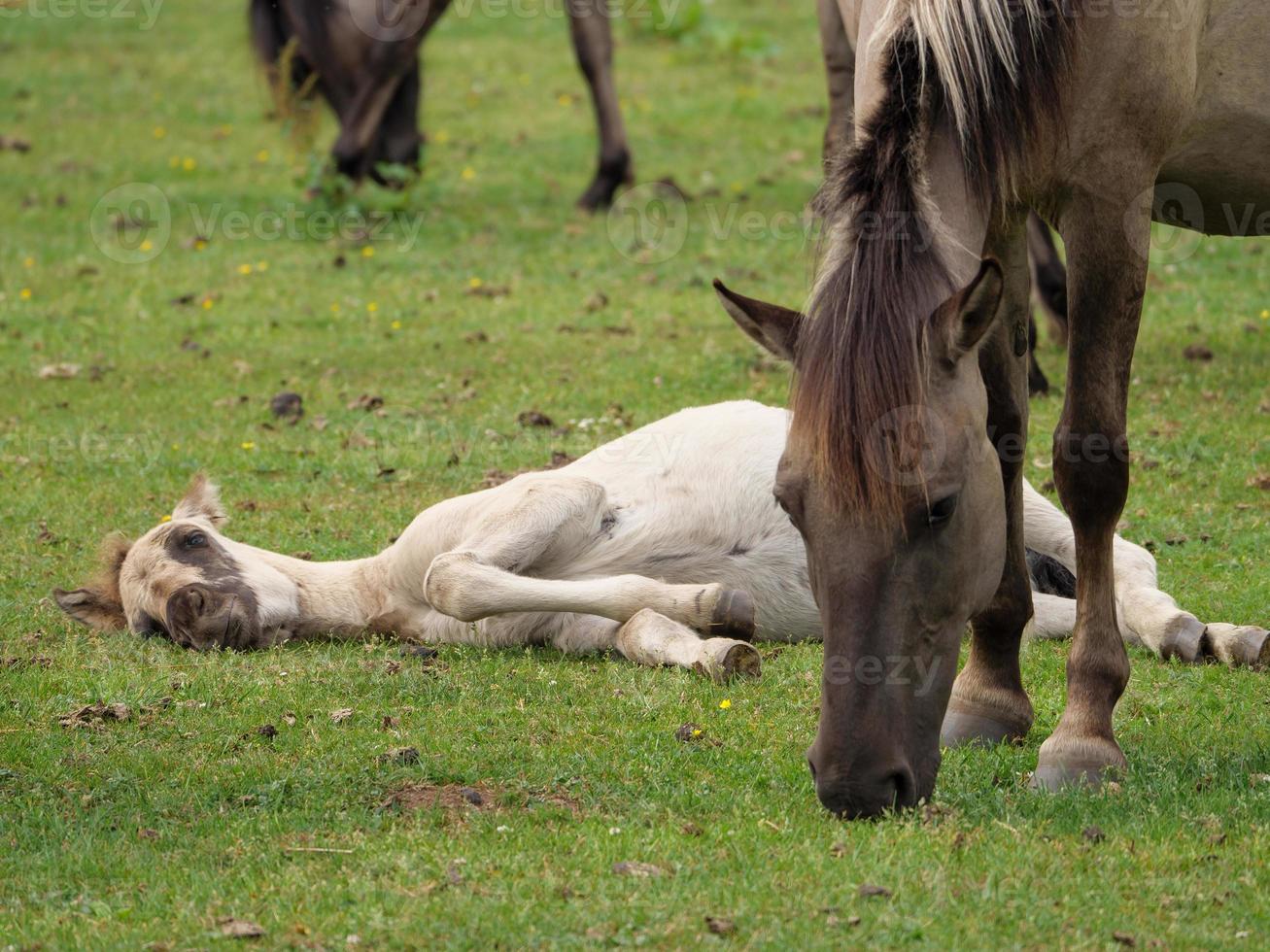 muitos cavalos e potros foto