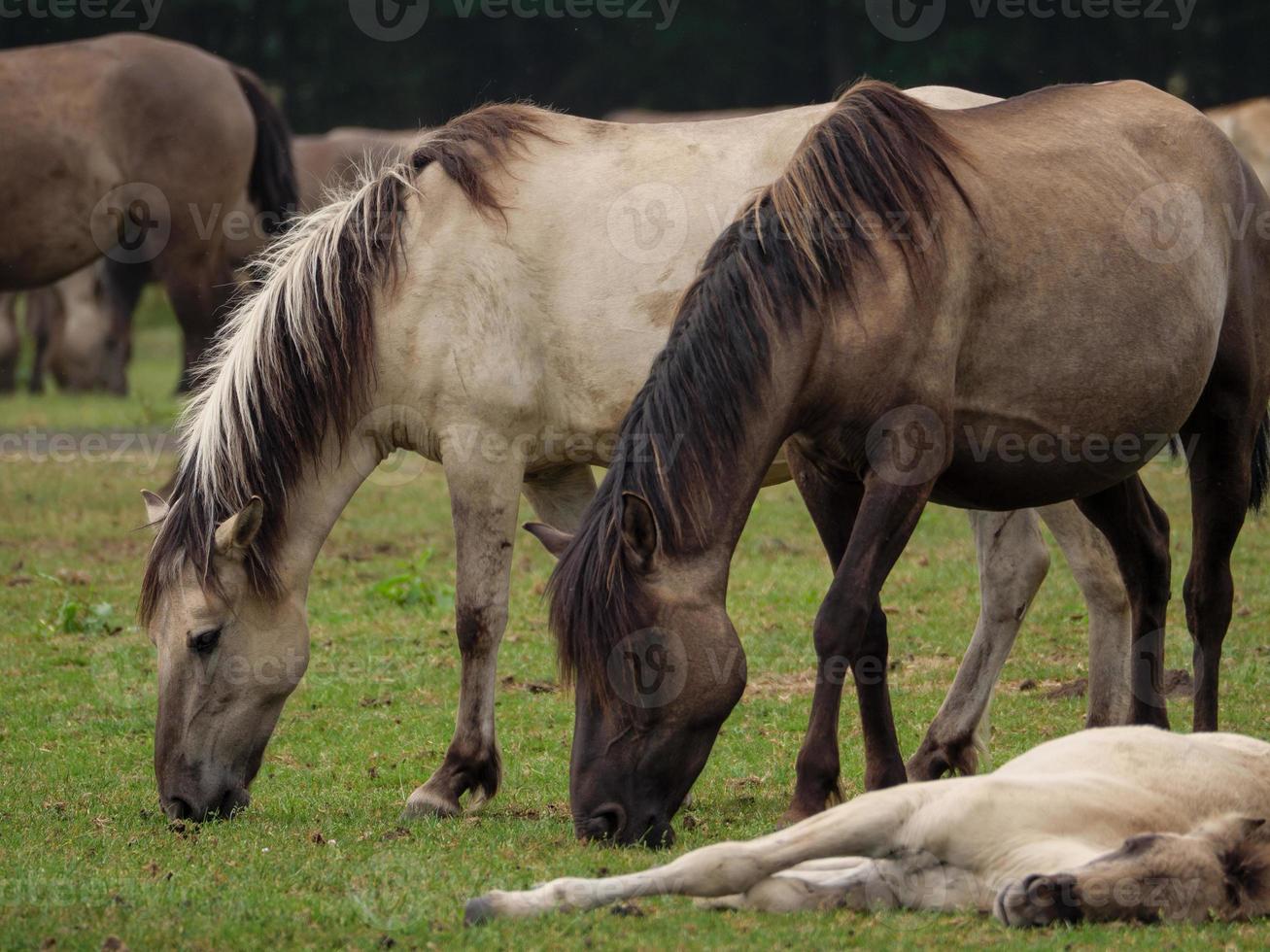 muitos cavalos e potros foto