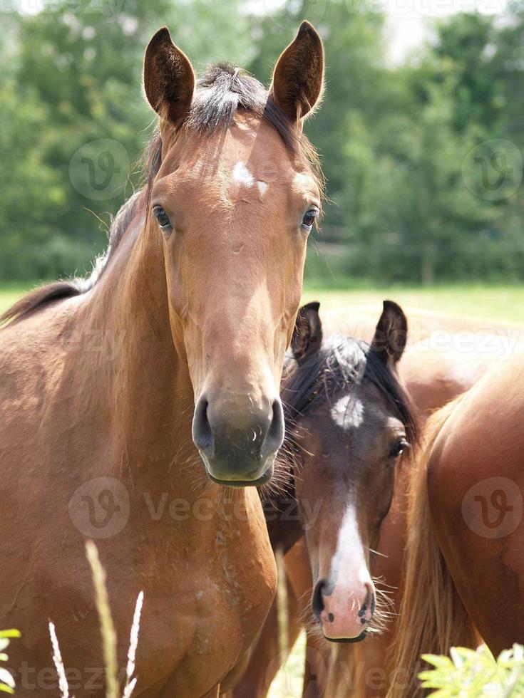 cavalos e potros na alemanha foto