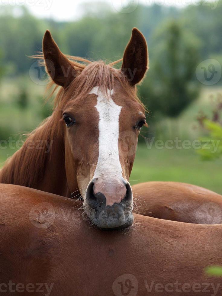 cavalos e potros na alemanha foto