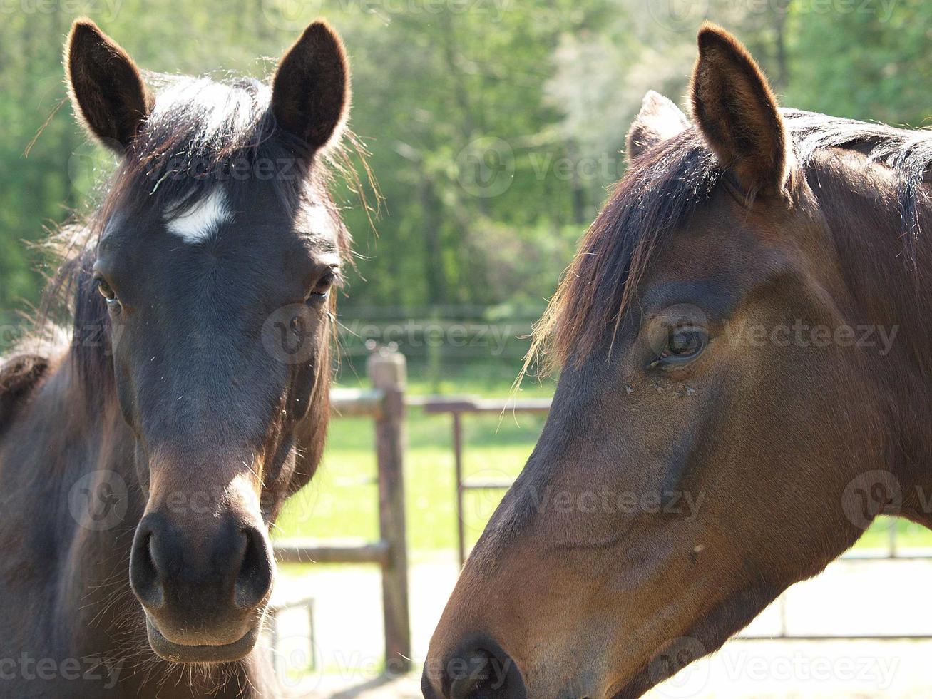 muitos cavalos dentro Alemanha foto