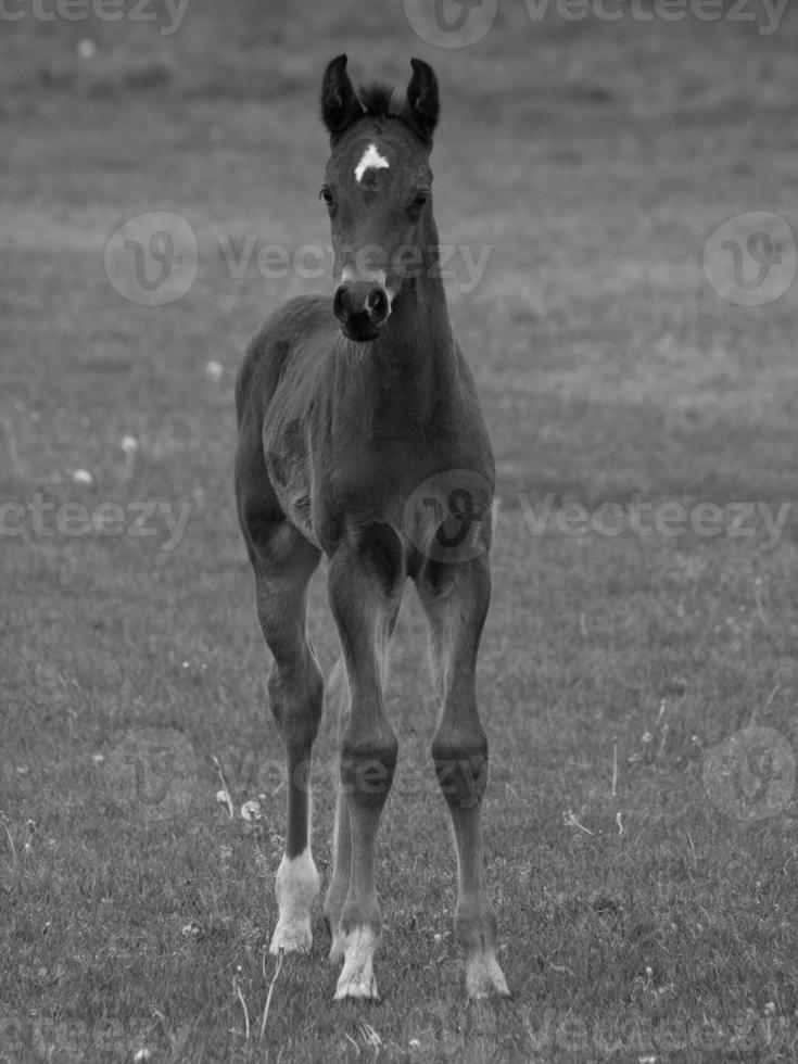 muitos cavalos dentro Alemanha foto