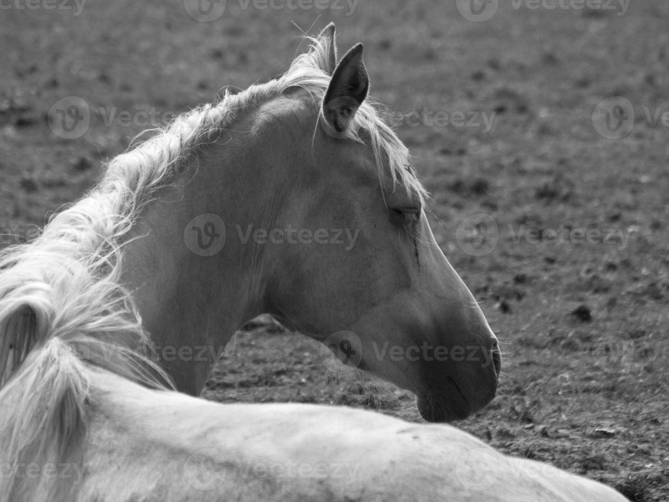 cavalos em uma campo dentro Alemanha foto