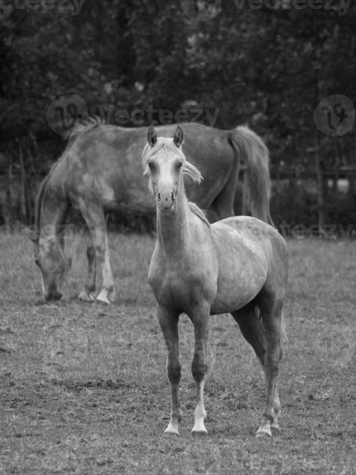 cavalos e potros na alemanha foto