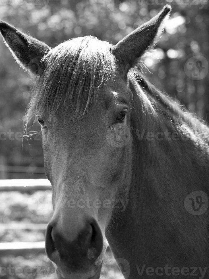 cavalos em um prado alemão foto