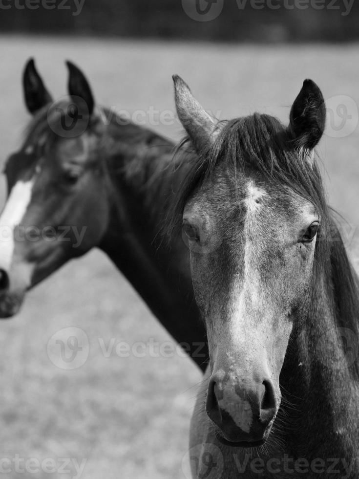 cavalos dentro Alemanha foto