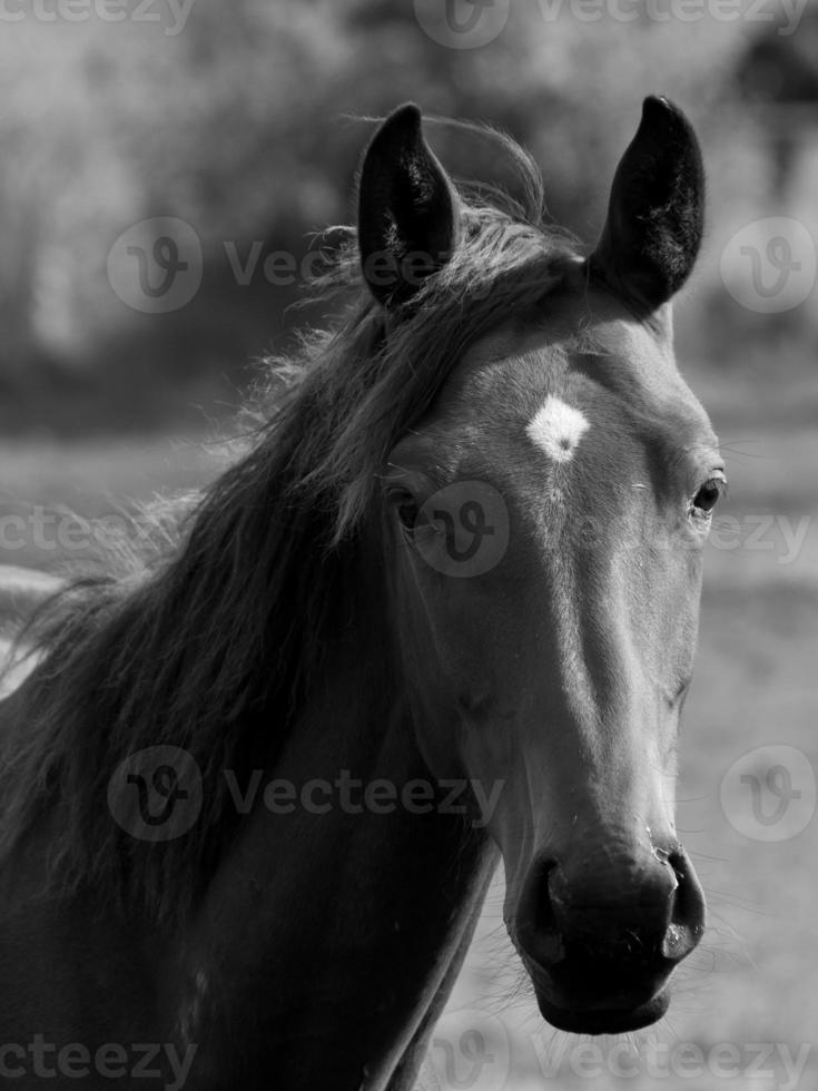 cavalos dentro Alemanha foto