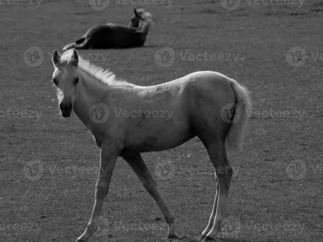 cavalos dentro Alemanha foto