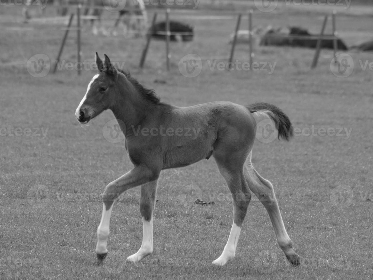 cavalos em um prado alemão foto