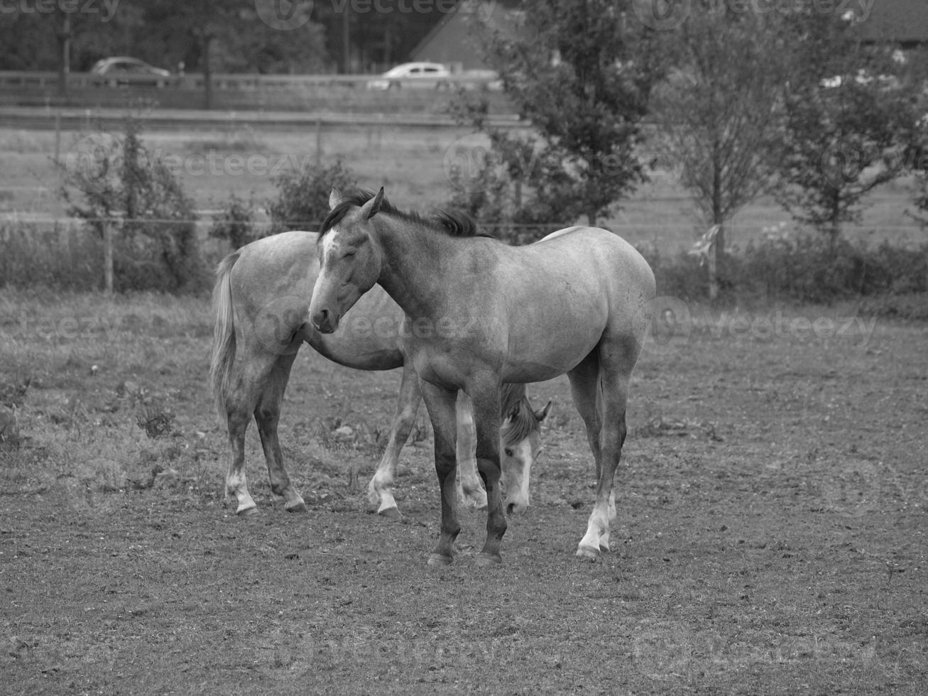 cavalos dentro Alemanha foto