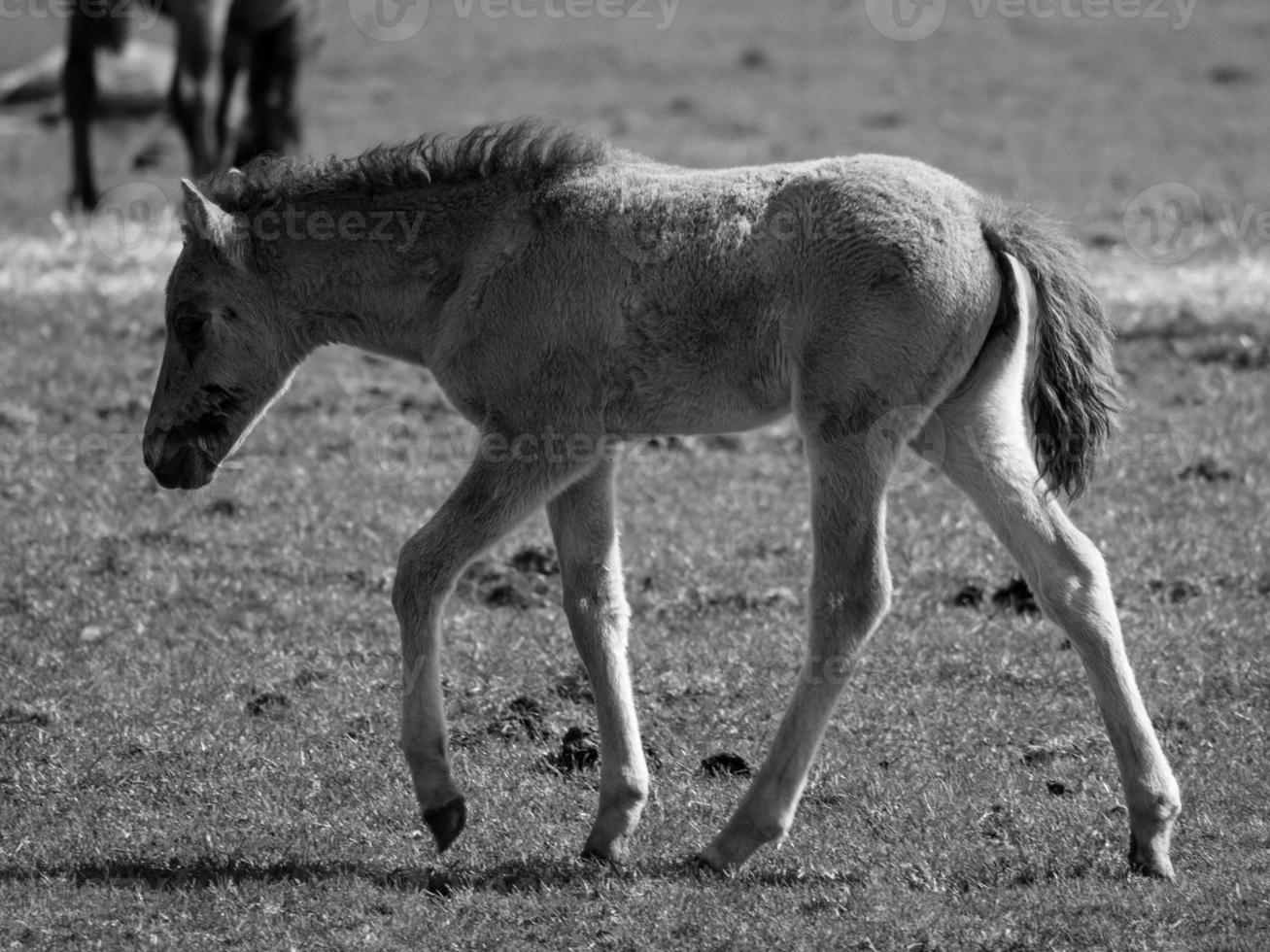 cavalos em um prado alemão foto