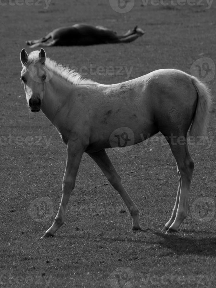 cavalos dentro Alemanha foto