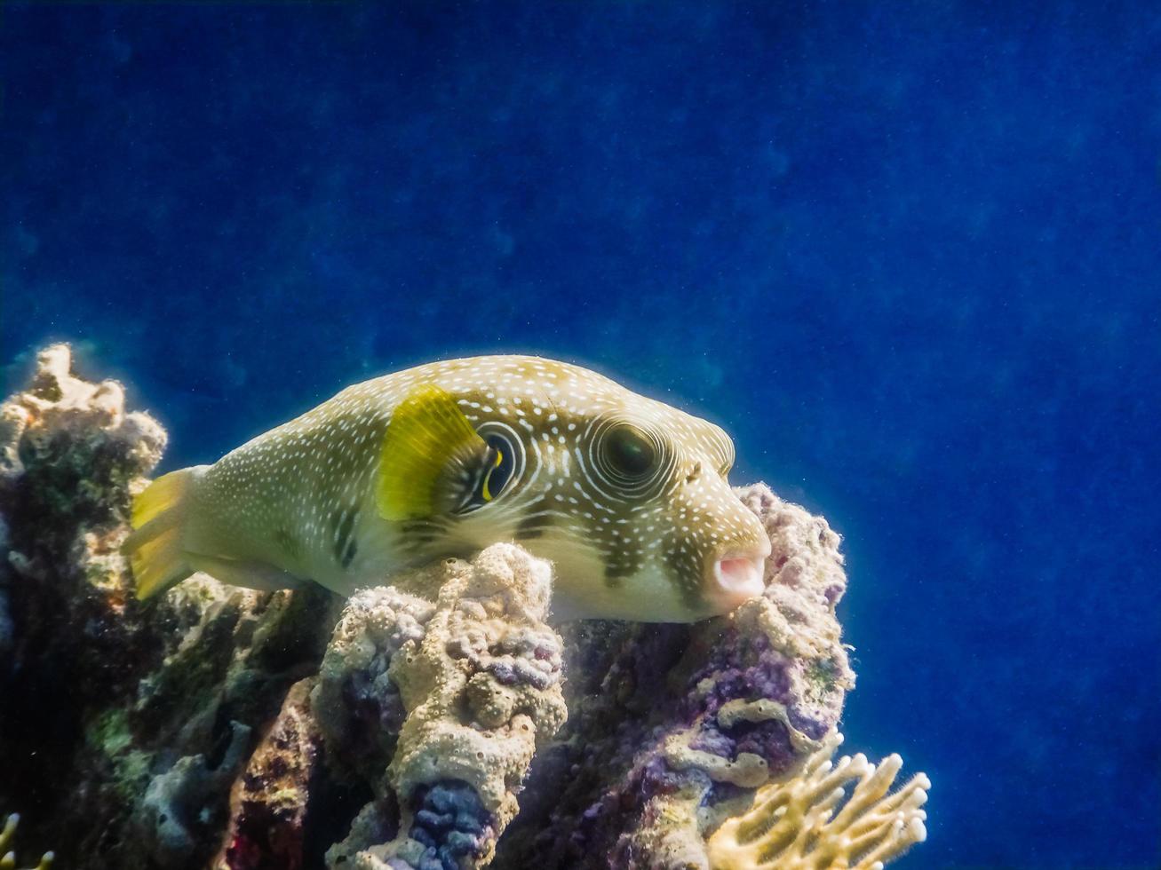 branco visto baiacu peixe mentiras em a coral às a recife foto