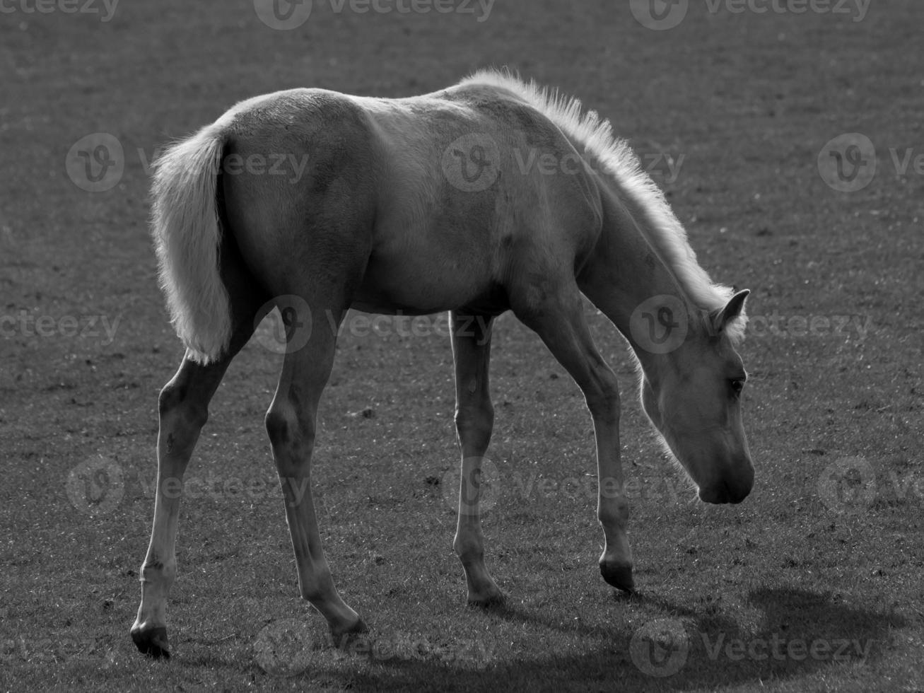 cavalos dentro Alemanha foto