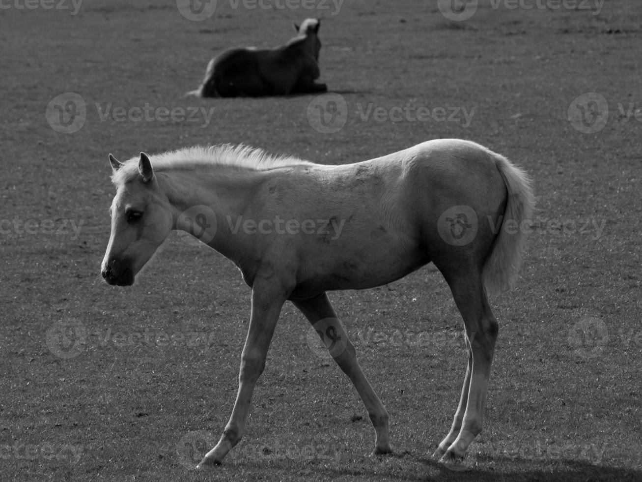 cavalos dentro Alemanha foto