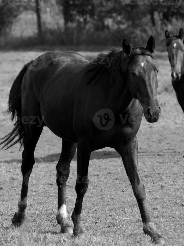 cavalos dentro Alemanha foto