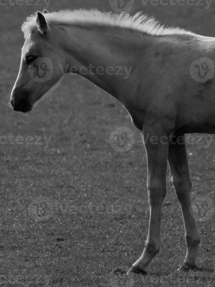 cavalos dentro Alemanha foto