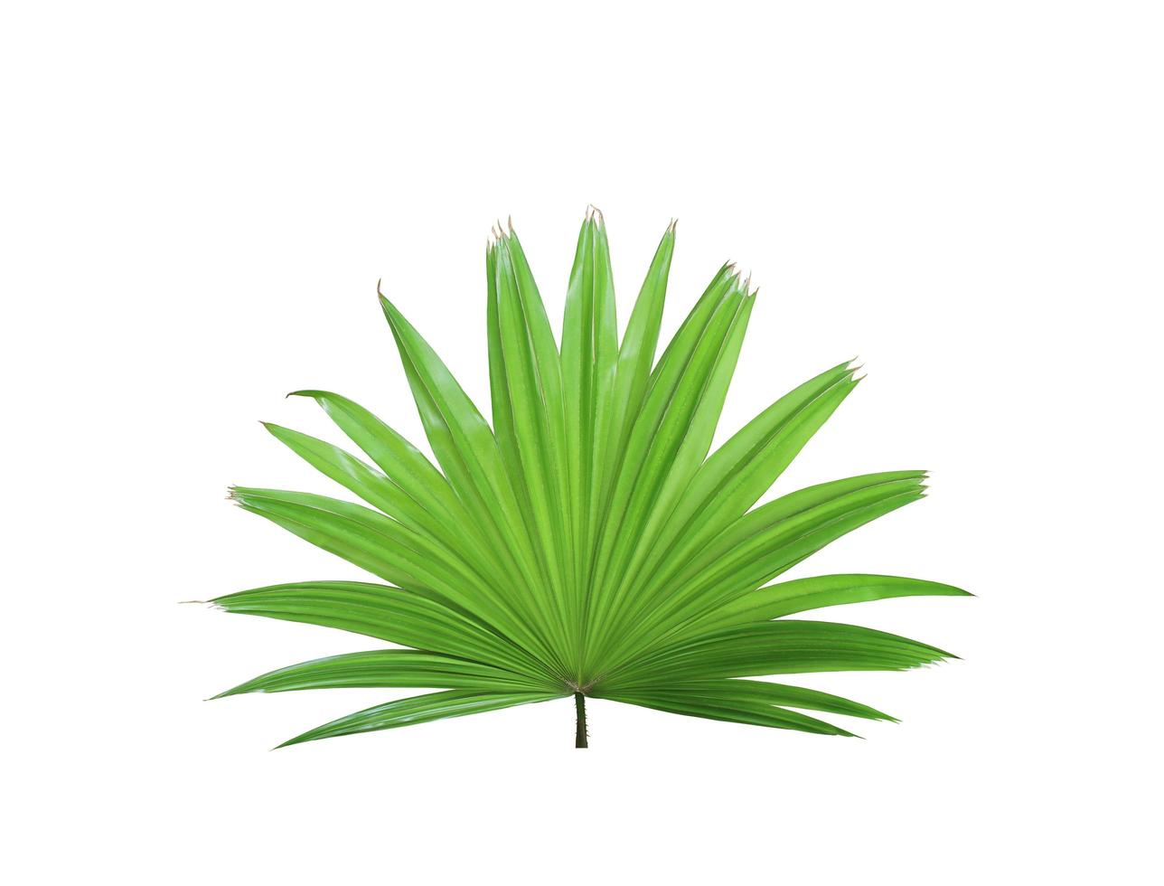 árvore de folha de palmeira do moinho de vento chinês verde tropical isolada no fundo branco foto
