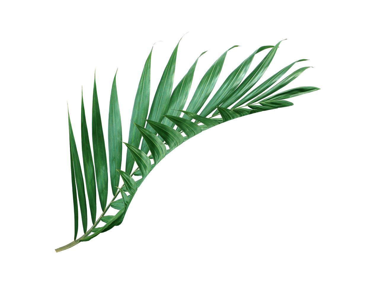 folha de palmeira verde profundo foto