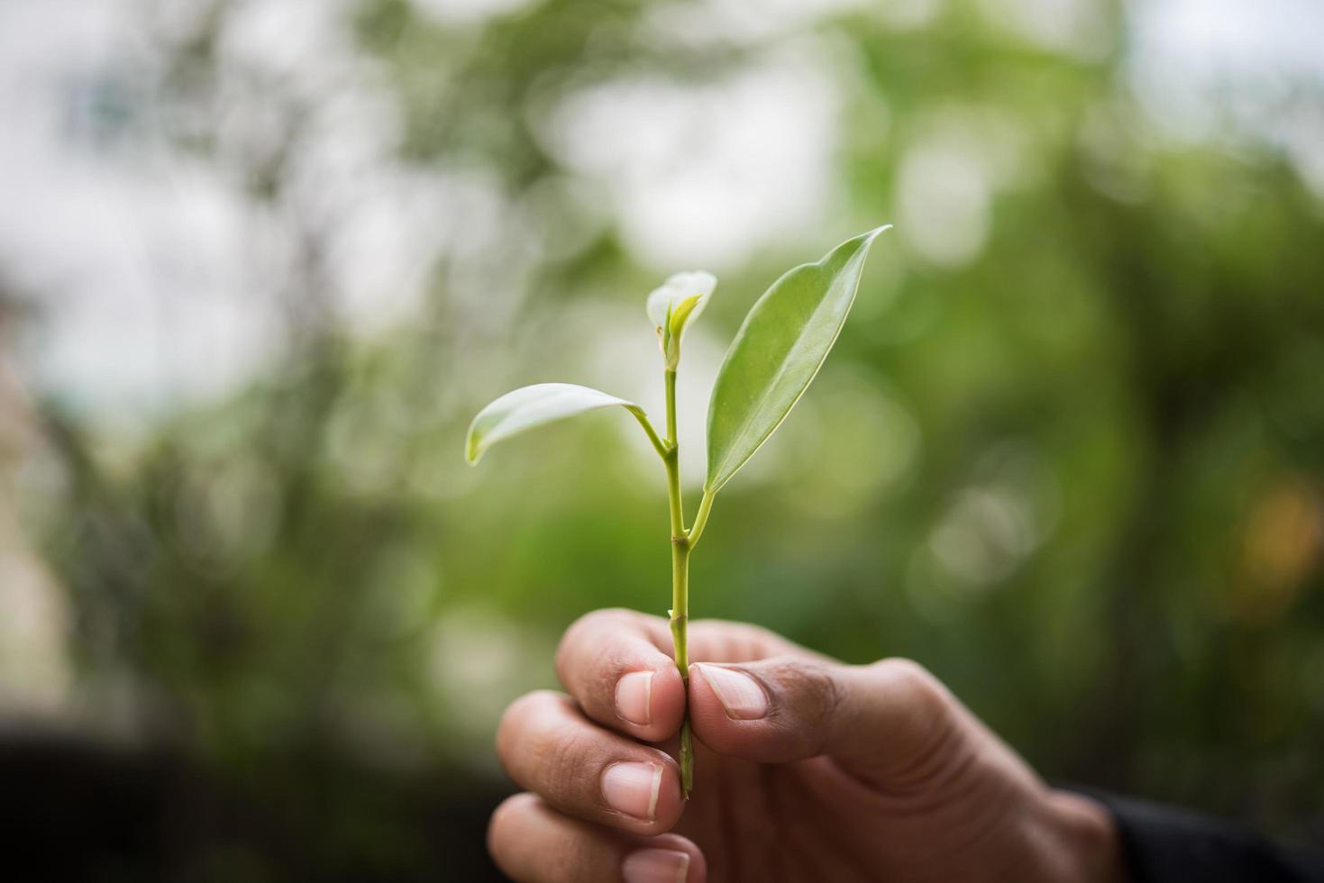 segurando uma planta jovem na mão foto