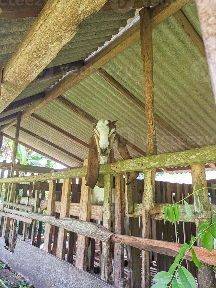 cabra. retrato de uma cabra da Indonésia enquanto come folhas verdes e grama em um curral de animais foto