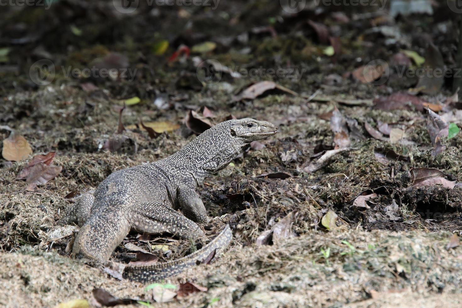 lagarto monitor nublado vasculhando a serapilheira foto