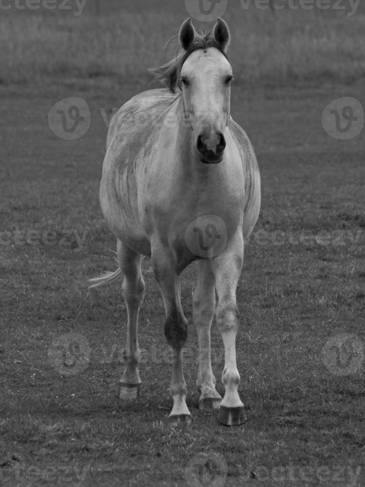 cavalos em um prado alemão foto