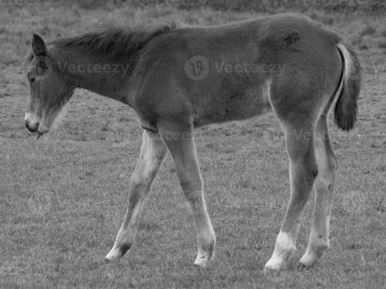 cavalos em um prado alemão foto