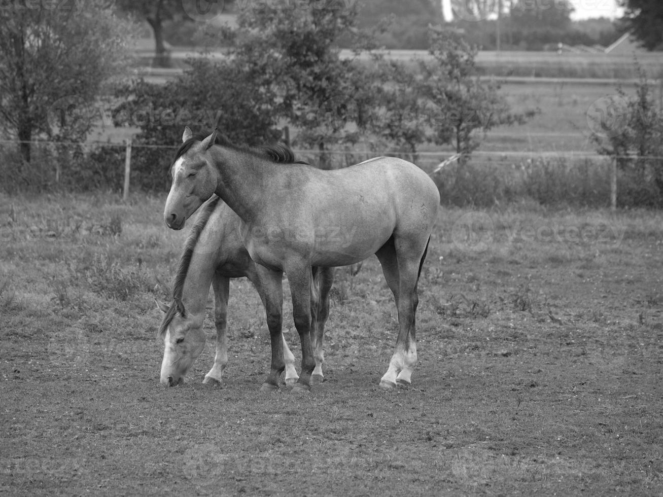 cavalos e potros na alemanha foto