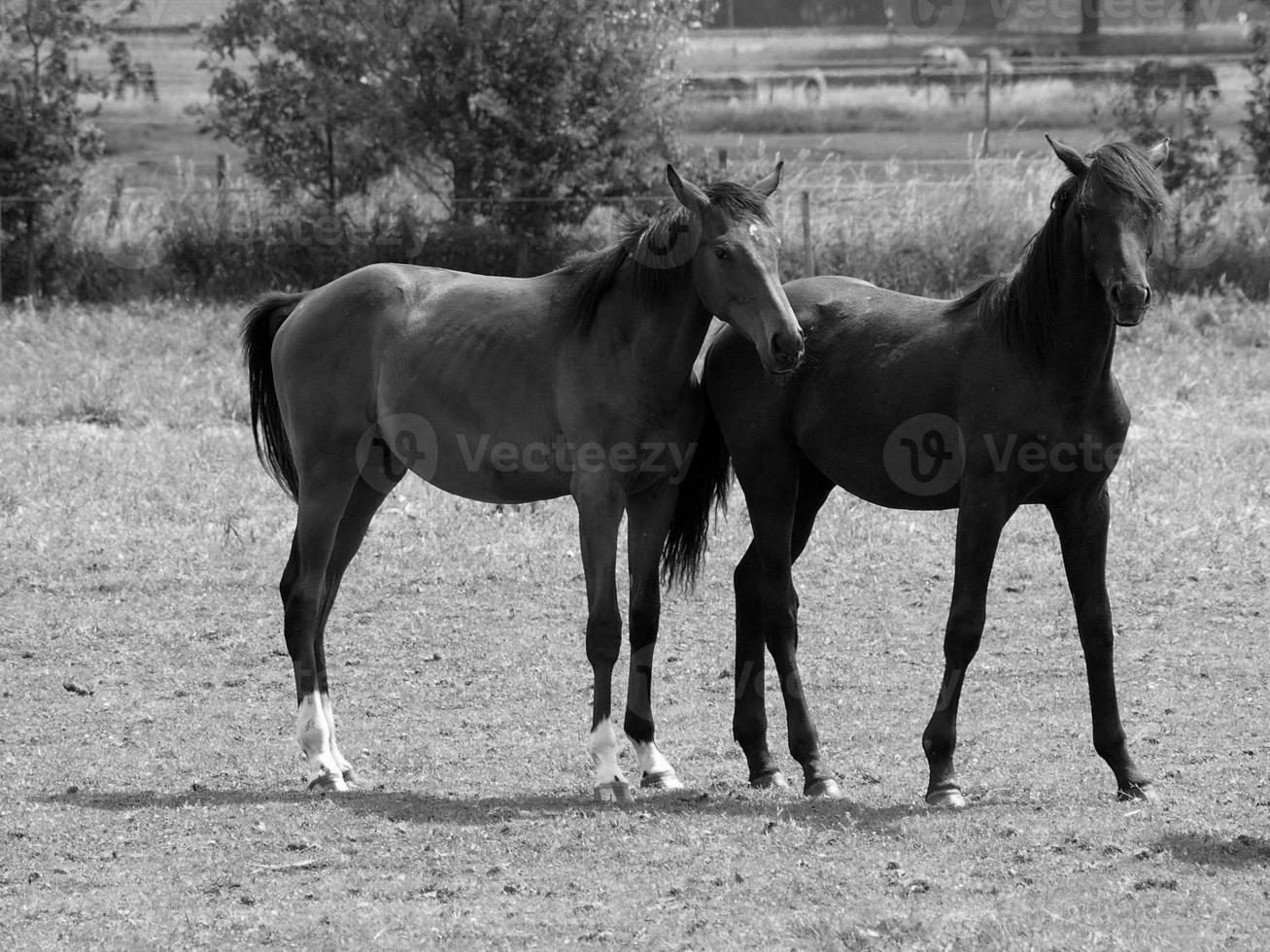 cavalos dentro Alemanha foto