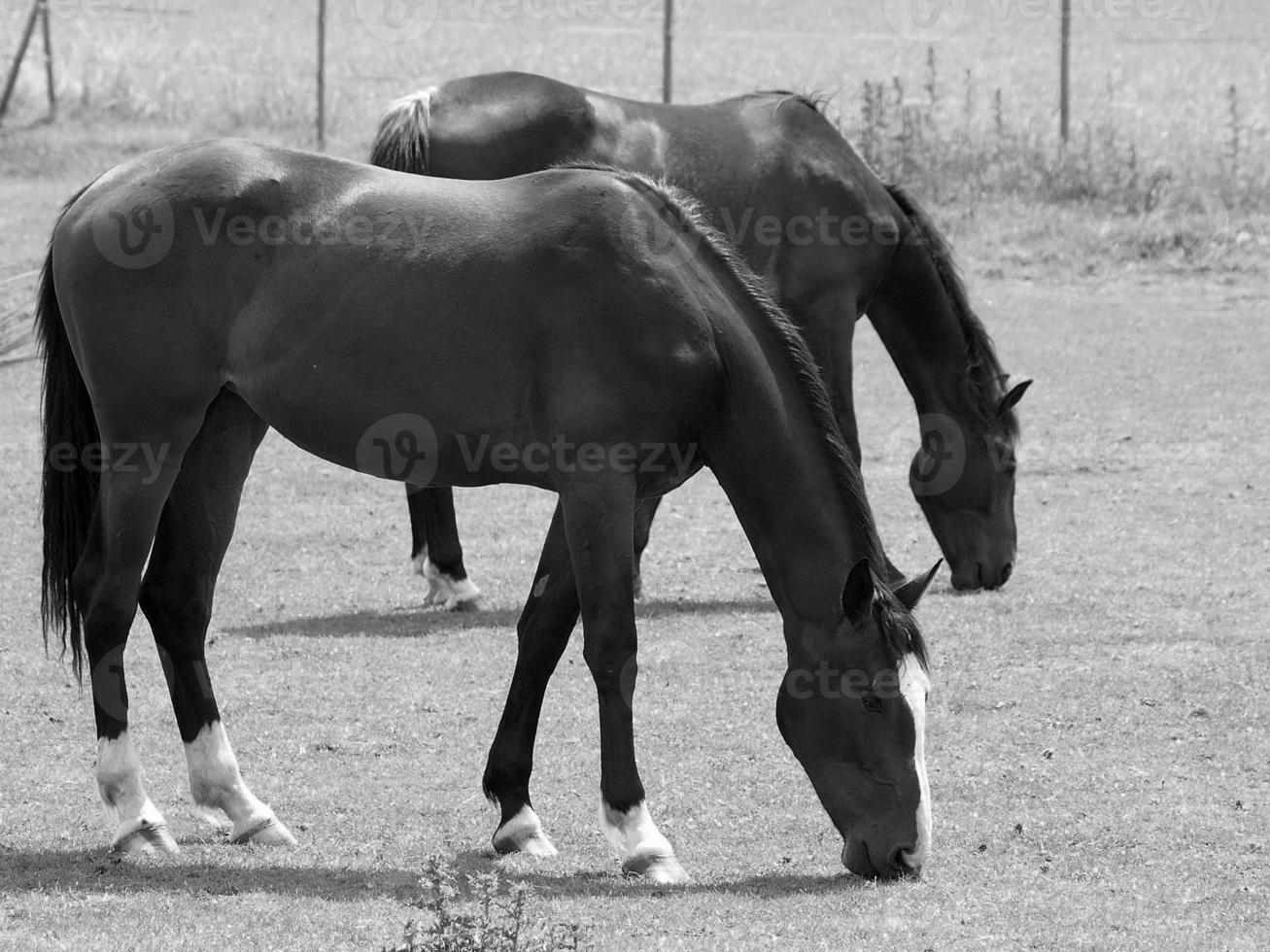 cavalos dentro Alemanha foto