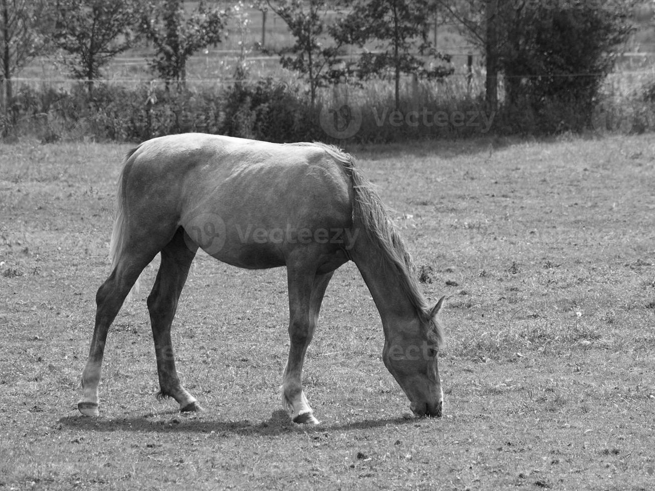 cavalos dentro Alemanha foto