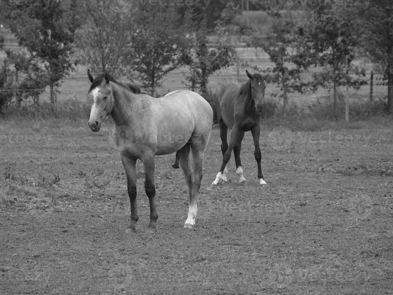 cavalos dentro Alemanha foto