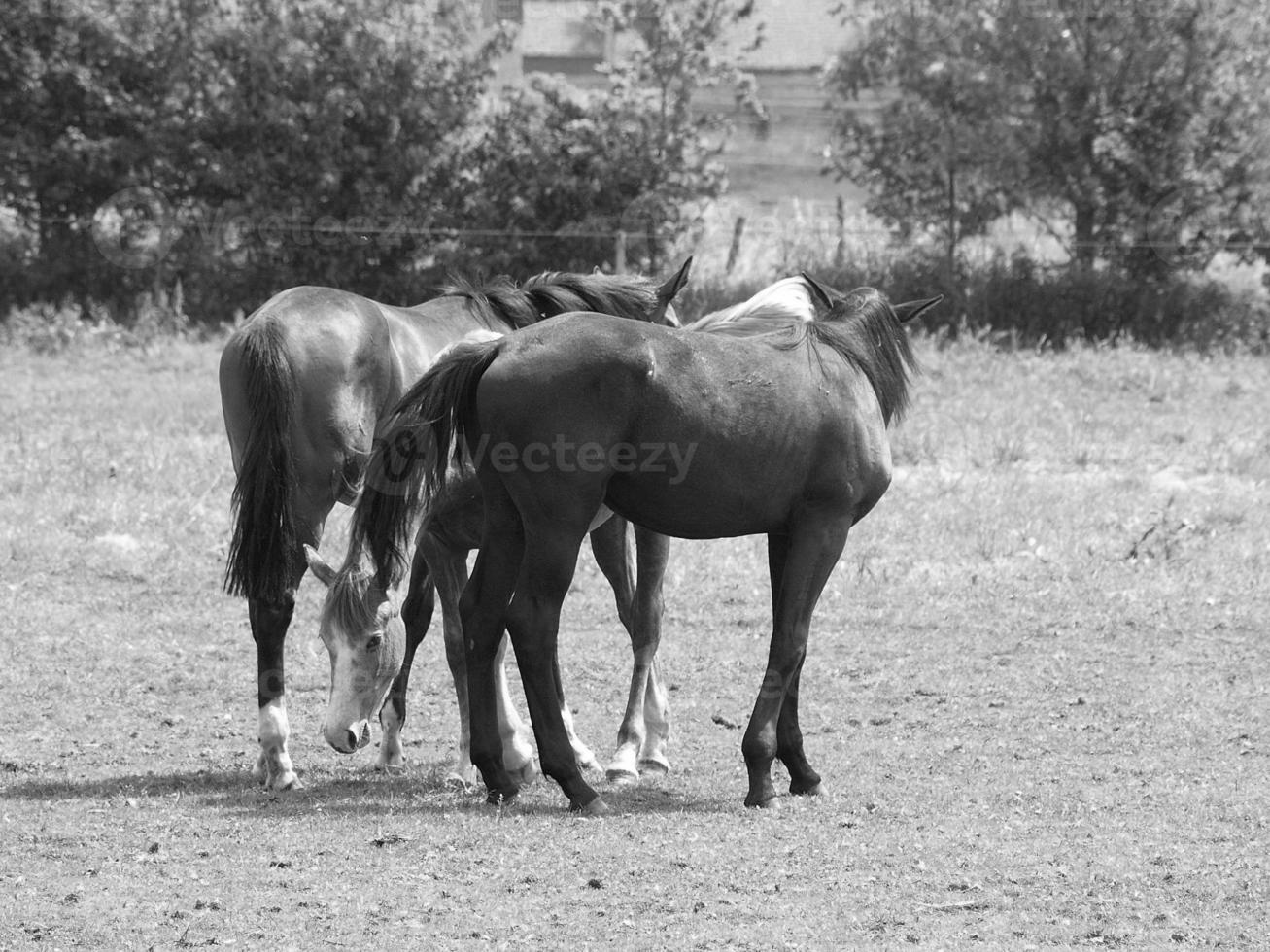 cavalos dentro Alemanha foto