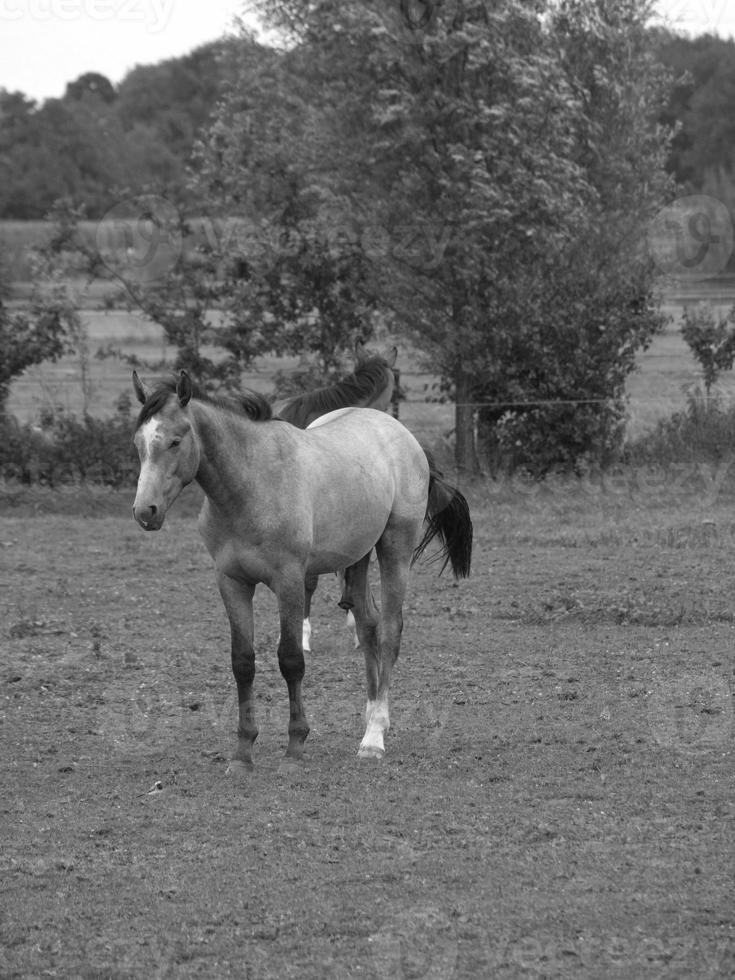 cavalos dentro Alemanha foto