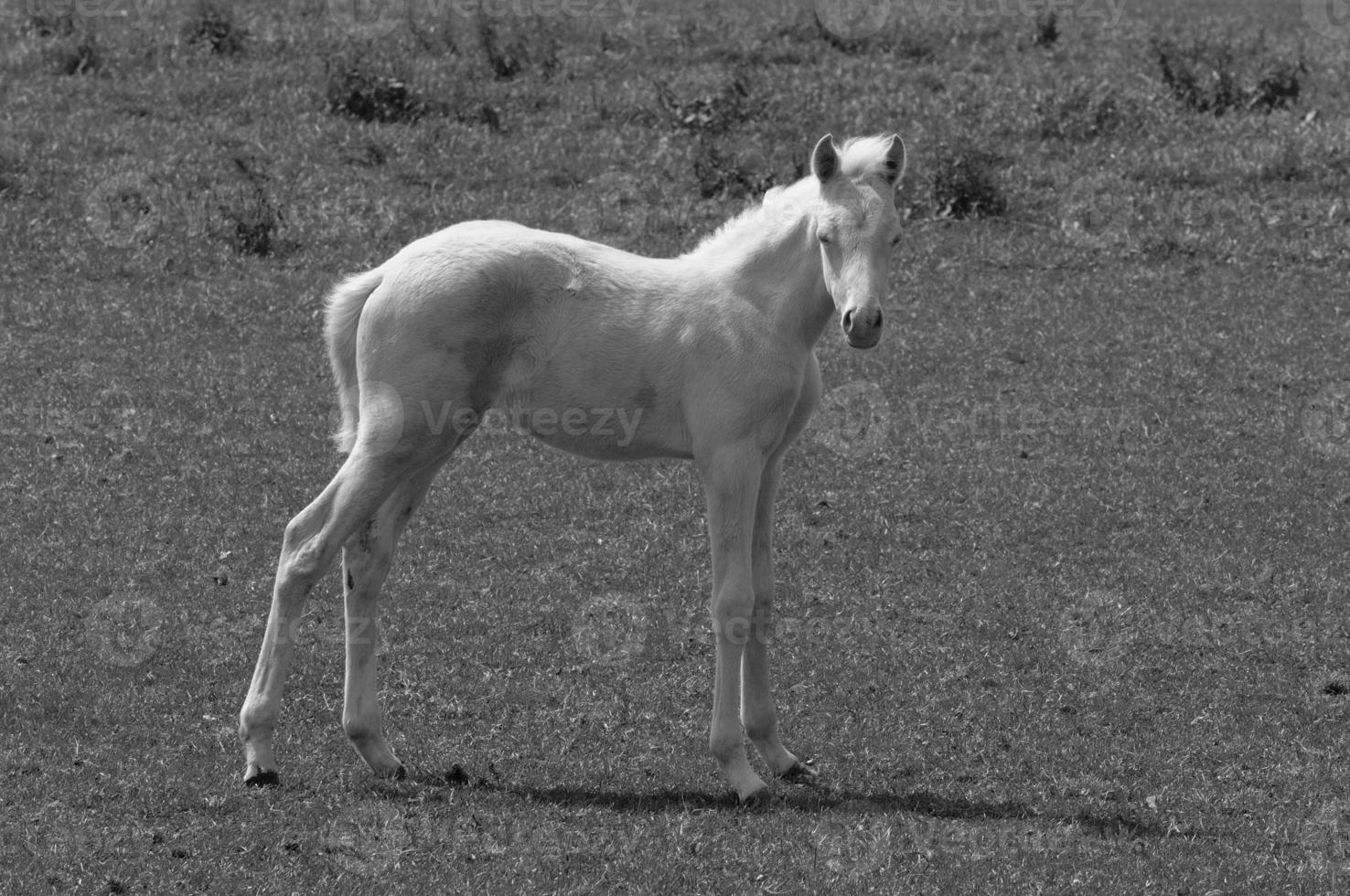 muitos cavalos dentro Alemanha foto