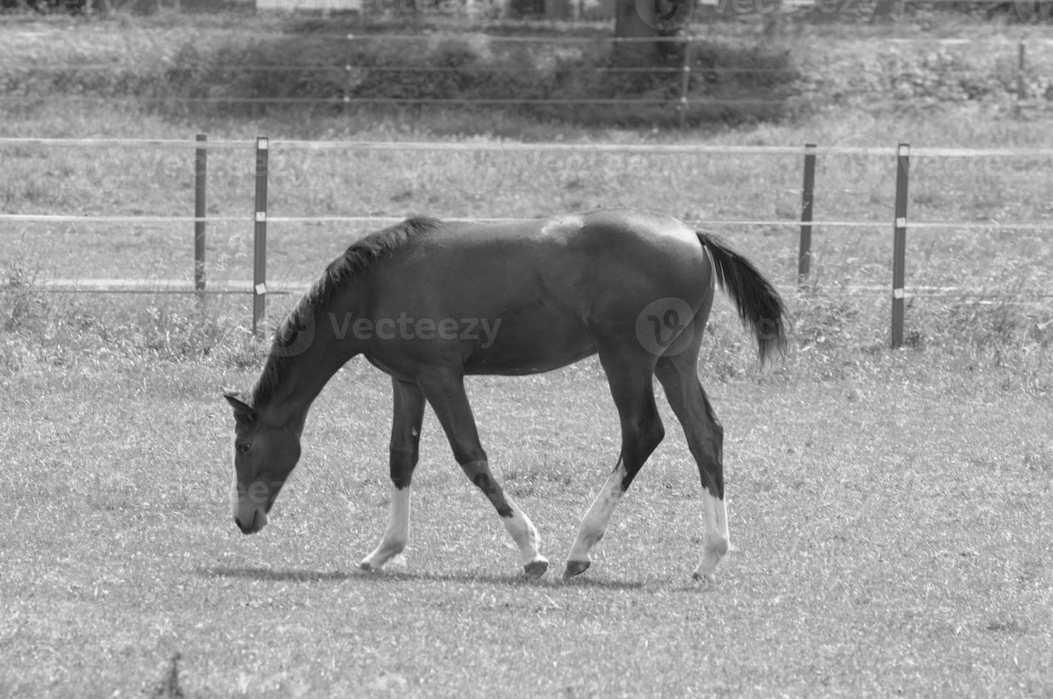 muitos cavalos dentro Alemanha foto