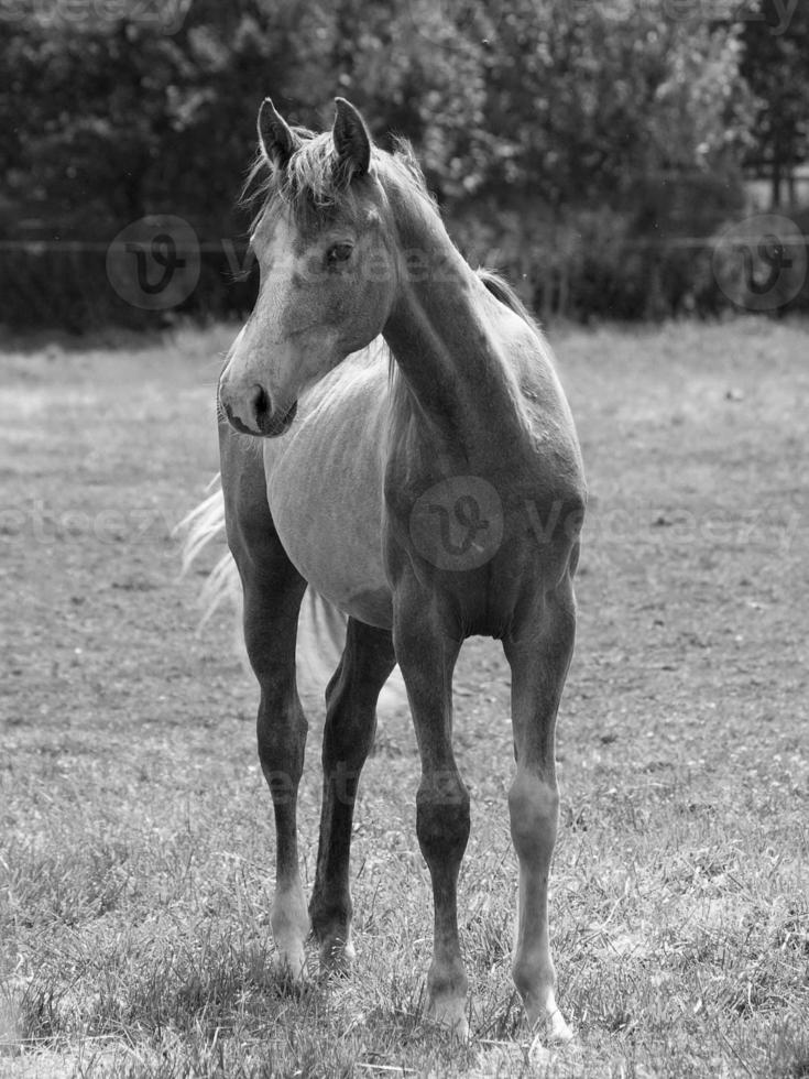 muitos cavalos dentro Alemanha foto