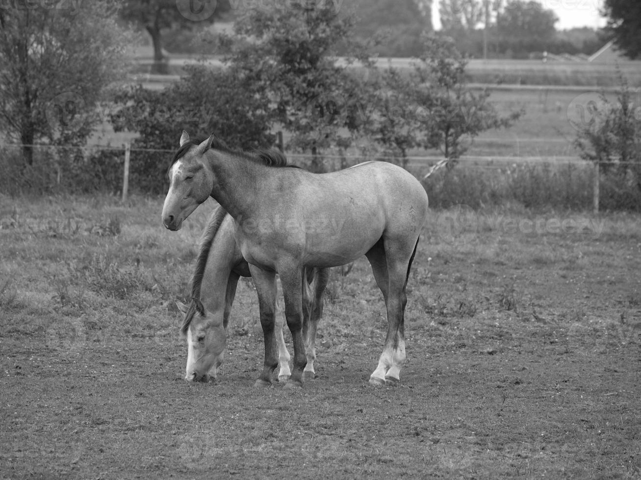 cavalos dentro Alemanha foto