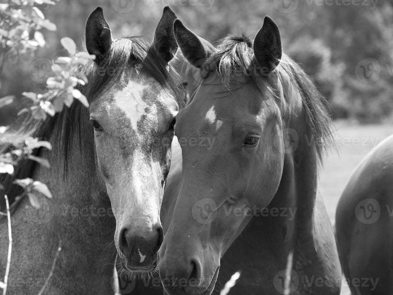 muitos cavalos dentro Alemanha foto