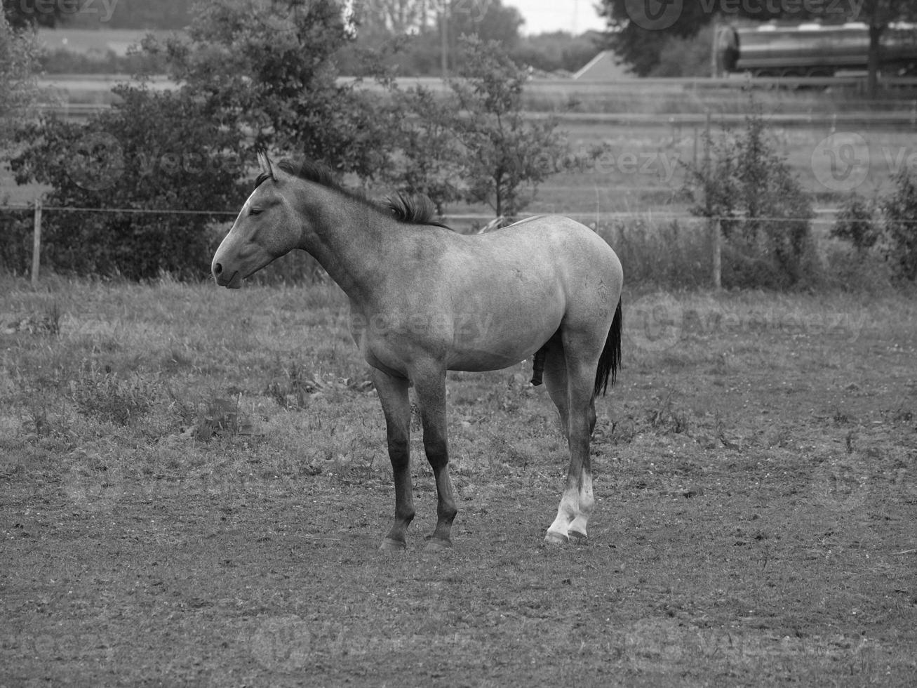 cavalos dentro Alemanha foto