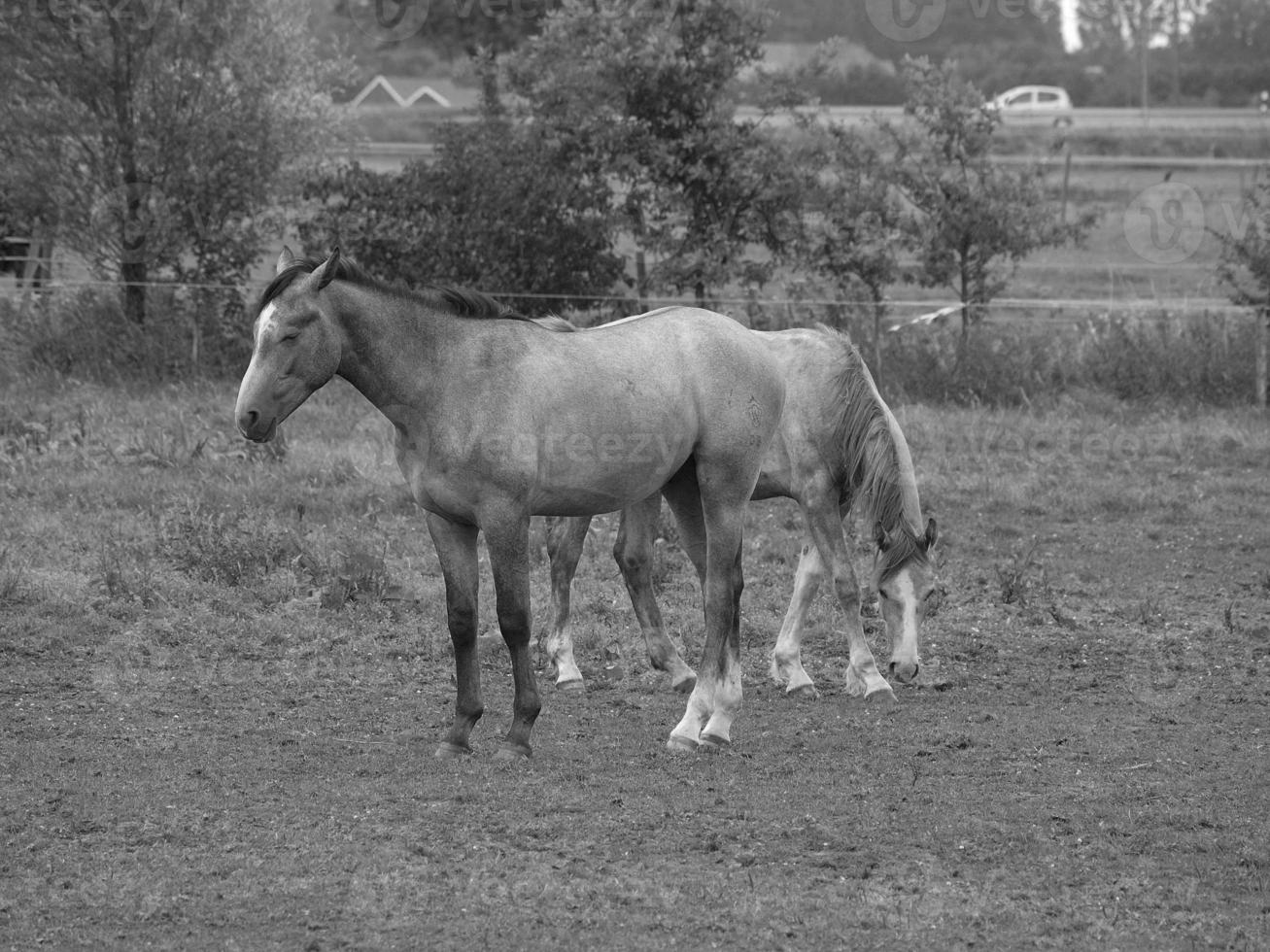 cavalos dentro Alemanha foto