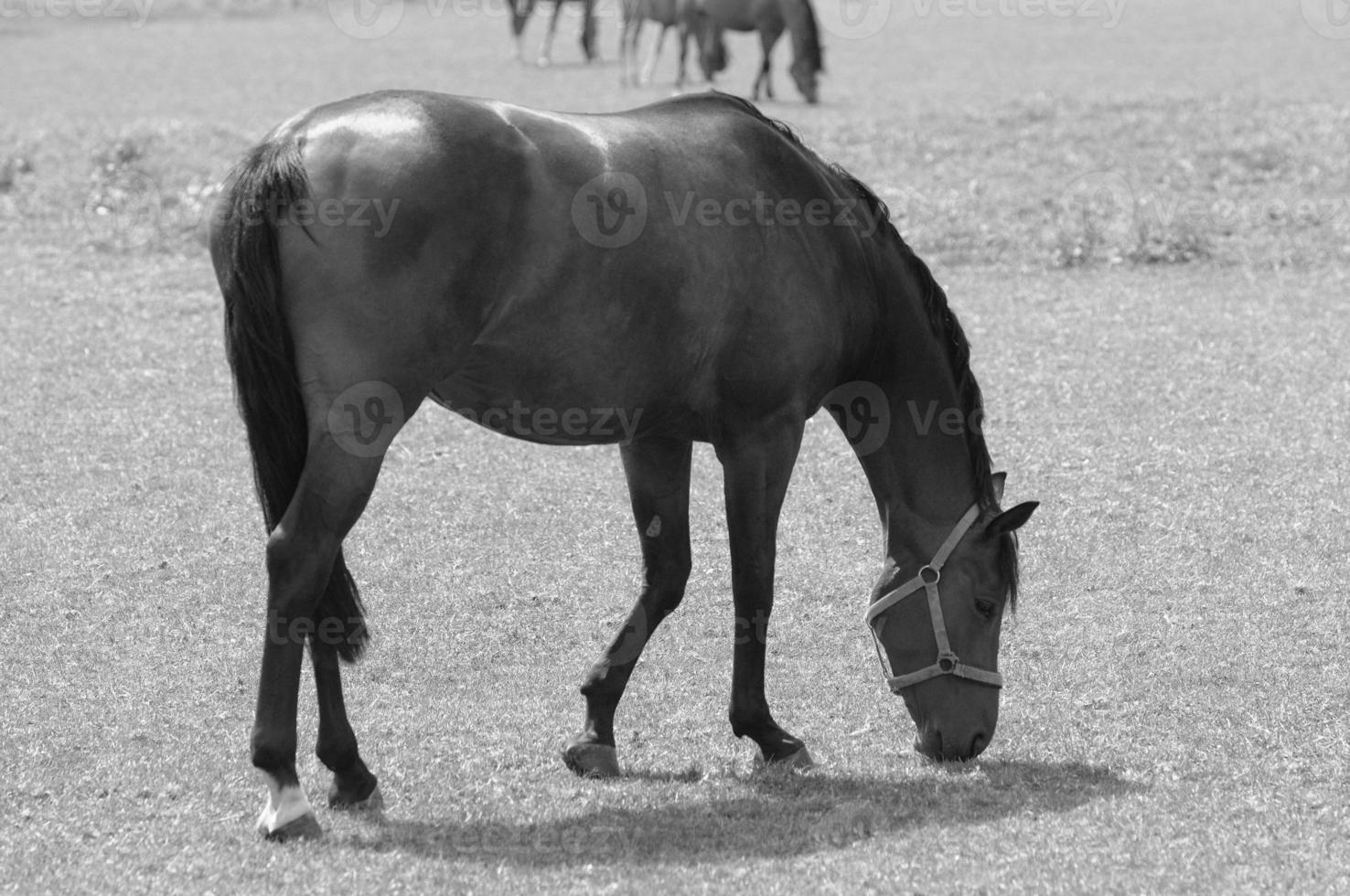 muitos cavalos dentro Alemanha foto