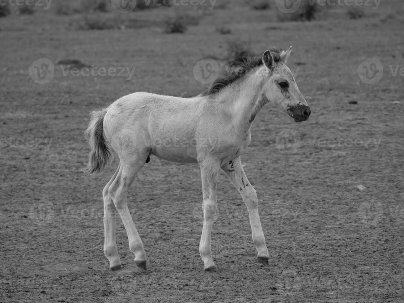 cavalos selvagens na alemanha foto