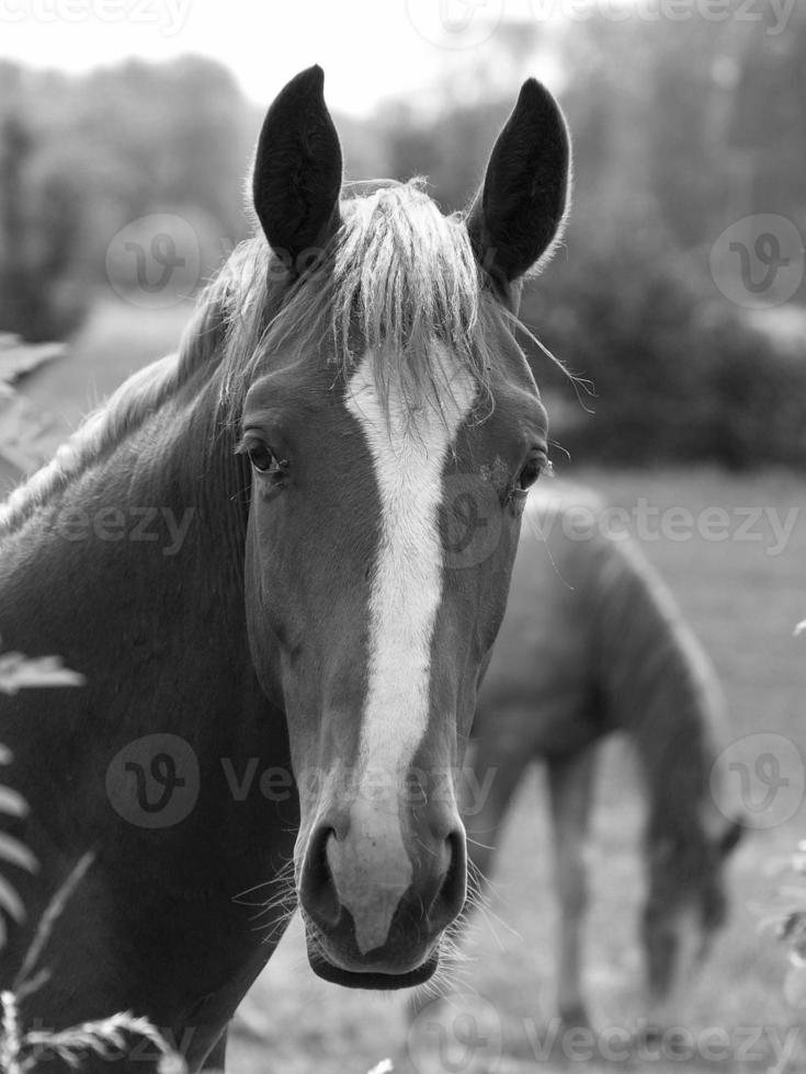 muitos cavalos dentro Alemanha foto