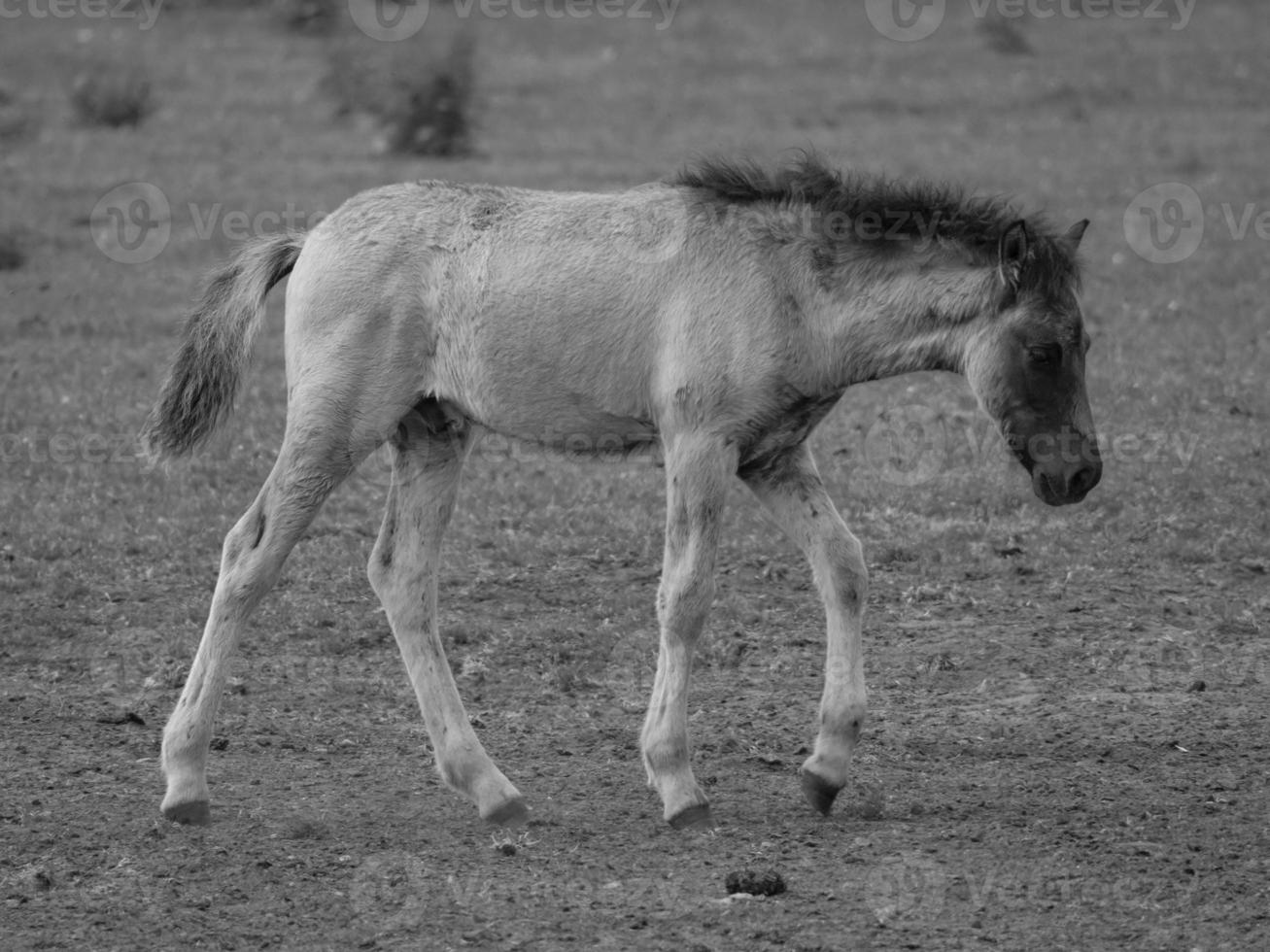 cavalos selvagens na alemanha foto